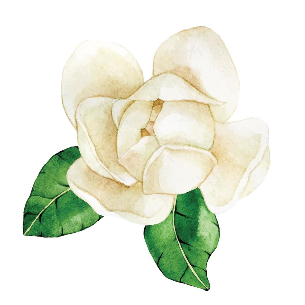 Aquarellzeichnung. Magnolienblüte. Vintage zarte Zeichnung weiße Magnolienblüte vektor