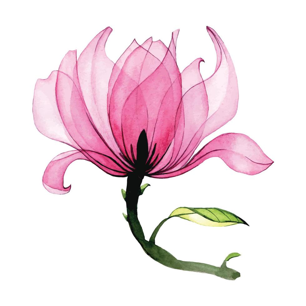 vattenfärg transparent magnolia blomma. rosa magnolia blomma isolerat på vit bakgrund. årgång teckning, element för delikat design bröllop, inbjudan, congratulation vektor