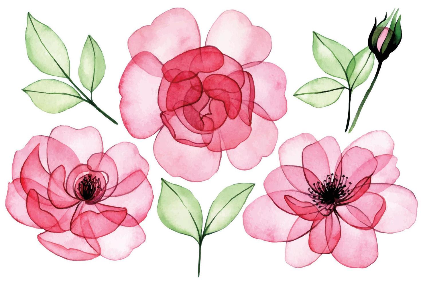 Aquarellzeichnung. satz transparente blumen, rosa rosen, knospen und blätter. Röntgen vektor