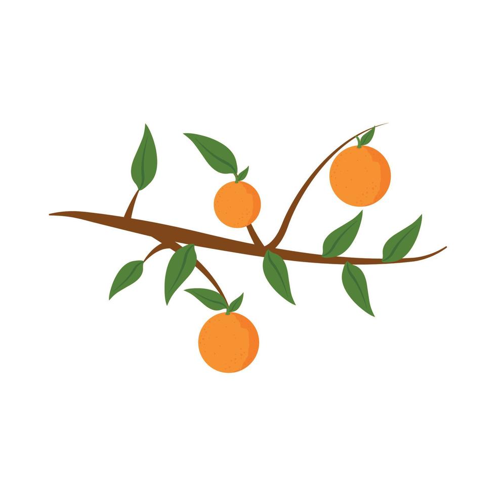 apelsiner på gren vektor