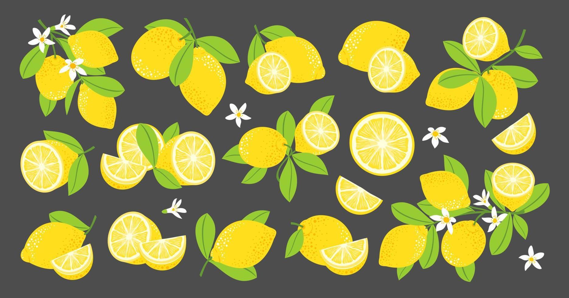 Zitronen-Vektor-Set. Zitronen blühende Zweige. Zitronenfrüchte, Hälften, Blätter, Blüten. vektor