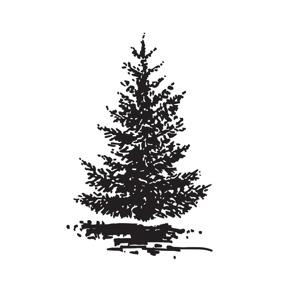 ritad för hand träd, gran. svart och vit realistisk bild, skiss målad med bläck borsta. vektor