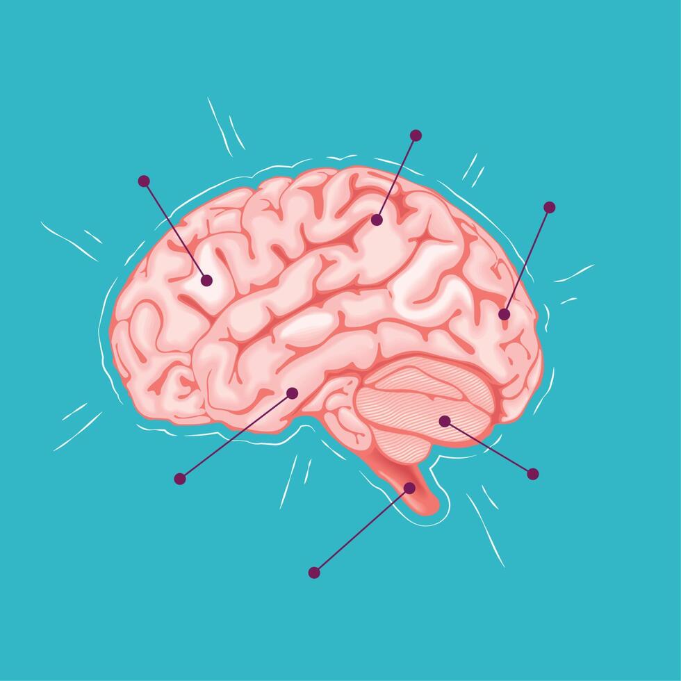 realistisches menschliches Gehirn vektor
