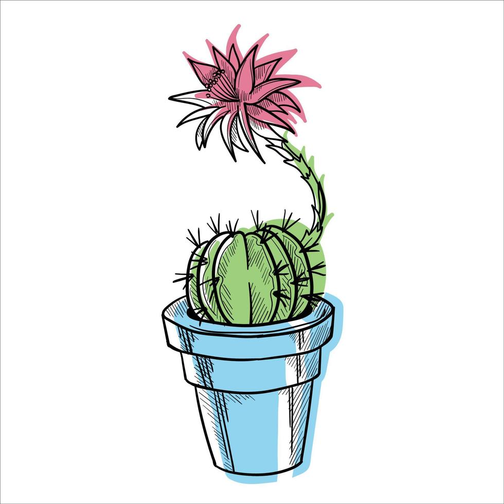 kaktus i blomkrukor färgrik platt illustration isolerat o vit vektor