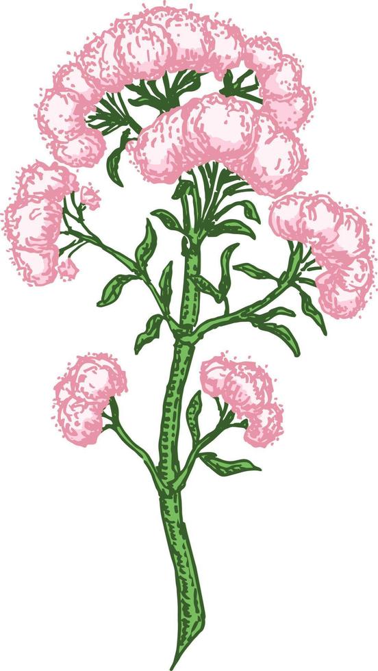 handgezeichneter baldrian mit blättern und blumen. Baldrian officinalis. Heilkräuter. Waldpflanze. Vektorillustration graviert vektor