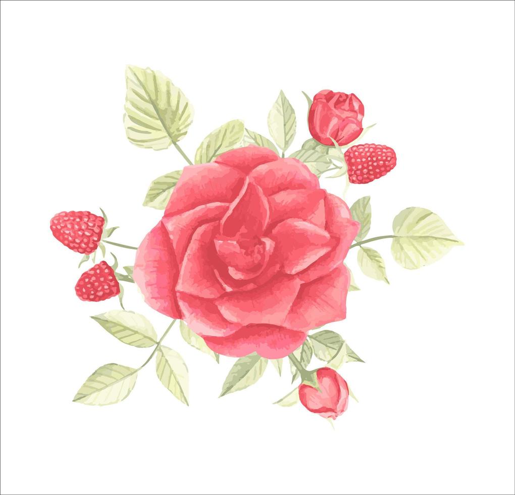 Blumenstrauß aus Rosen und Himbeeren, Vektor Aquarell botanische Illustration