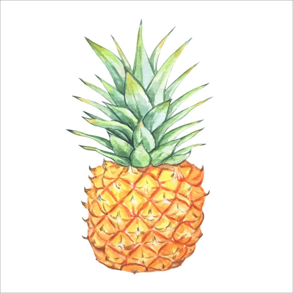 Ananas. aquarellillustration, handgezeichnet, isoliert. vektor