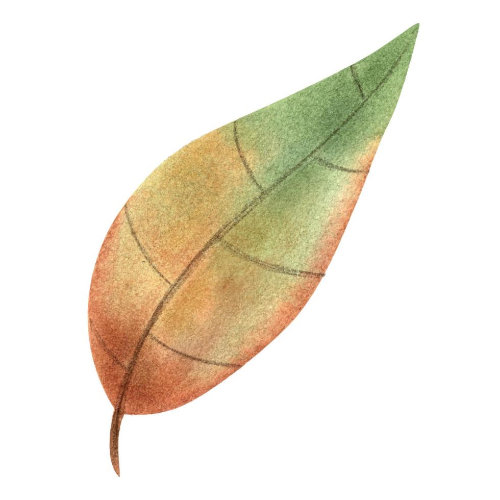 färgrik ljus höst löv målad i vattenfärg, höst illustration ritad för hand. markerad på en vit bakgrund . lämplig för höst design vektor