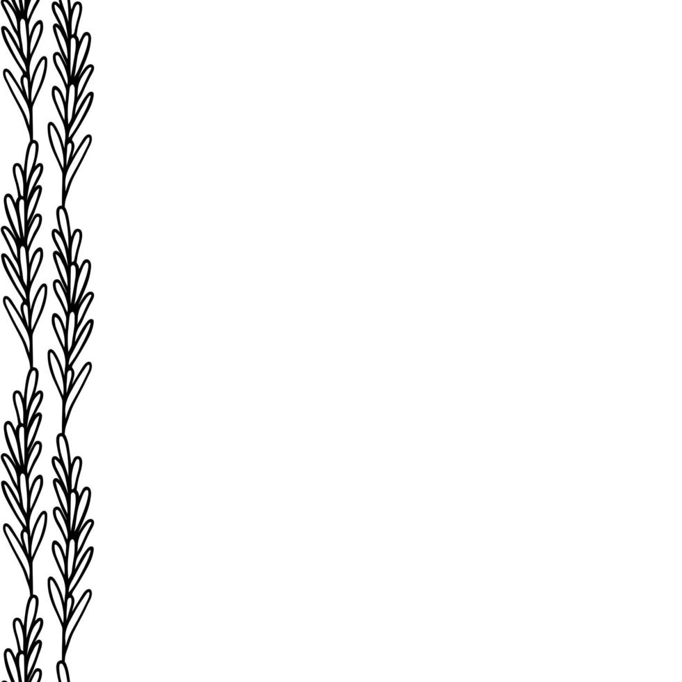 Rosmarin. ein Zweig aromatischer Gewürze. nahtlose vertikale Grenze. sich wiederholendes Vektormuster. endlose Verzierung von Zweigen mit Blättern. isolierter farbloser Hintergrund. Doodle-Stil. Idee für Webdesign. vektor