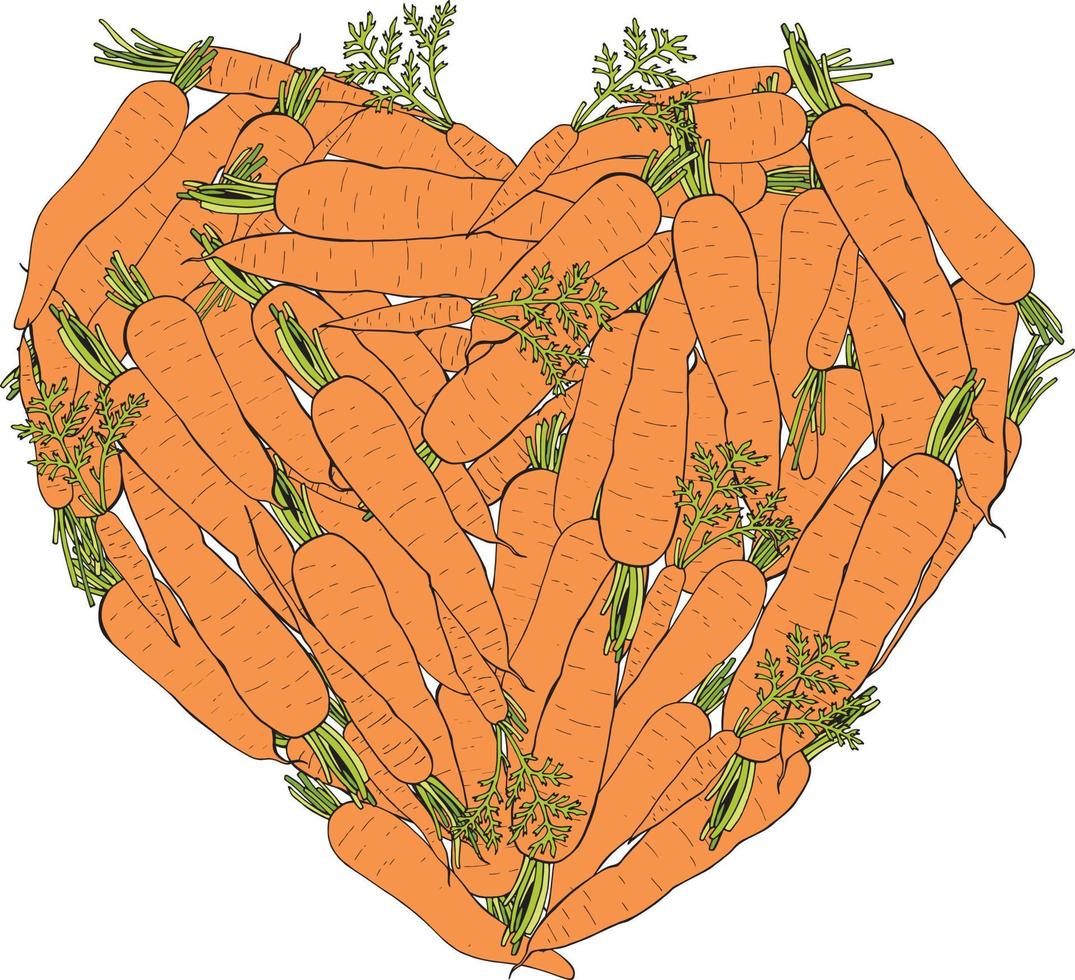 hjärta tillverkad av färgad morötter. morötter isolerat på vit bakgrund för din design. friska mat och diet. vektor. vektor