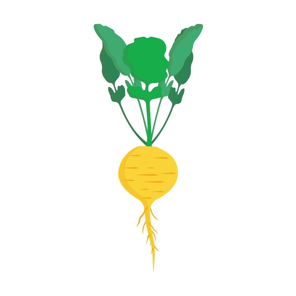 Rübe gelb gesundes vegetarisches Gemüse Vektor-Symbol. Salat rohe Blatternte Bauernhof Kochen Essen. Garten isolierte Zutat vektor