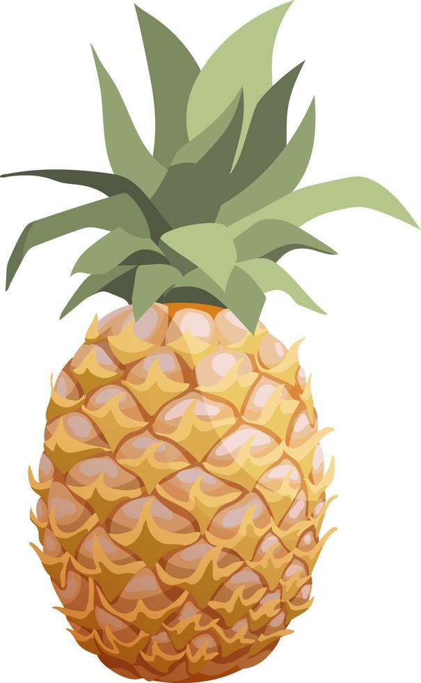 vektor semi realistisk isolerat ananas frukt, hela ananas med löv. vit bakgrund