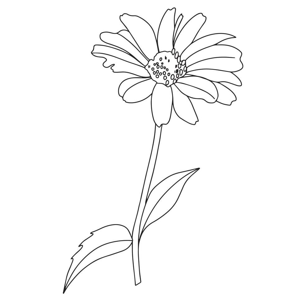 Kamillenblüte, Gerbera im Doodle-Stil, Illustration für Malbuch, Malseiten vektor