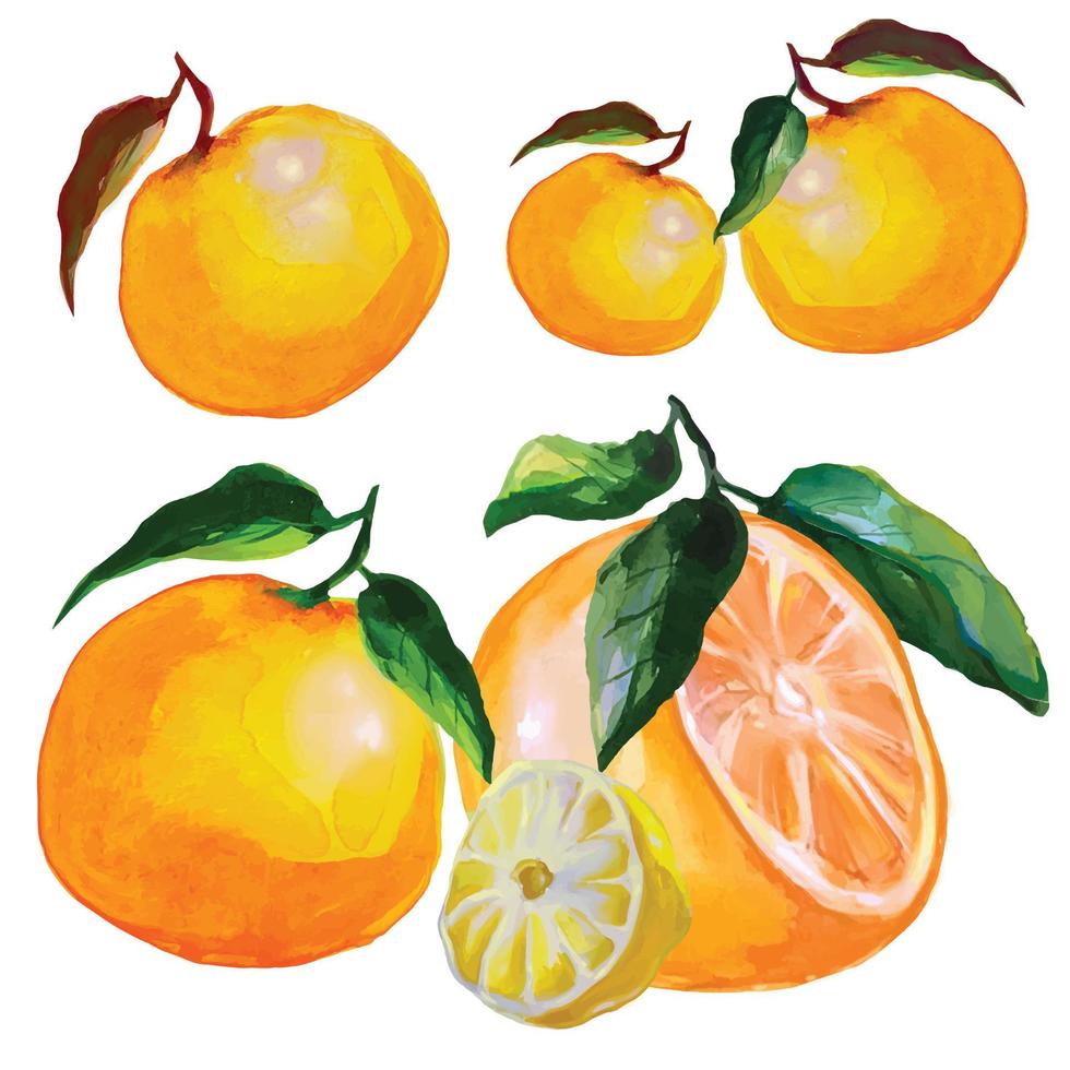 zitrusfrüchte orange, zitrone, mandarine mit blättern, illustration vektor