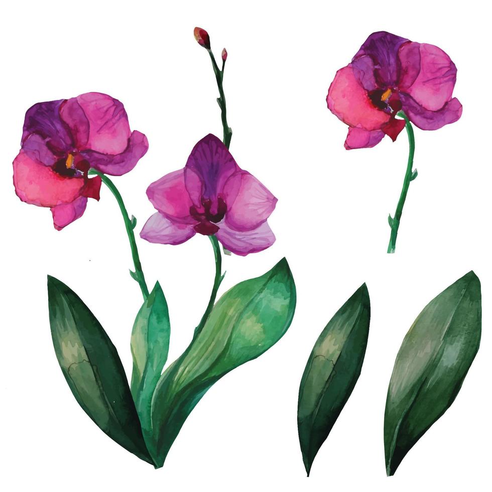 folinopsis orkide blomma uppsättning, vattenfärg på illustration vektor