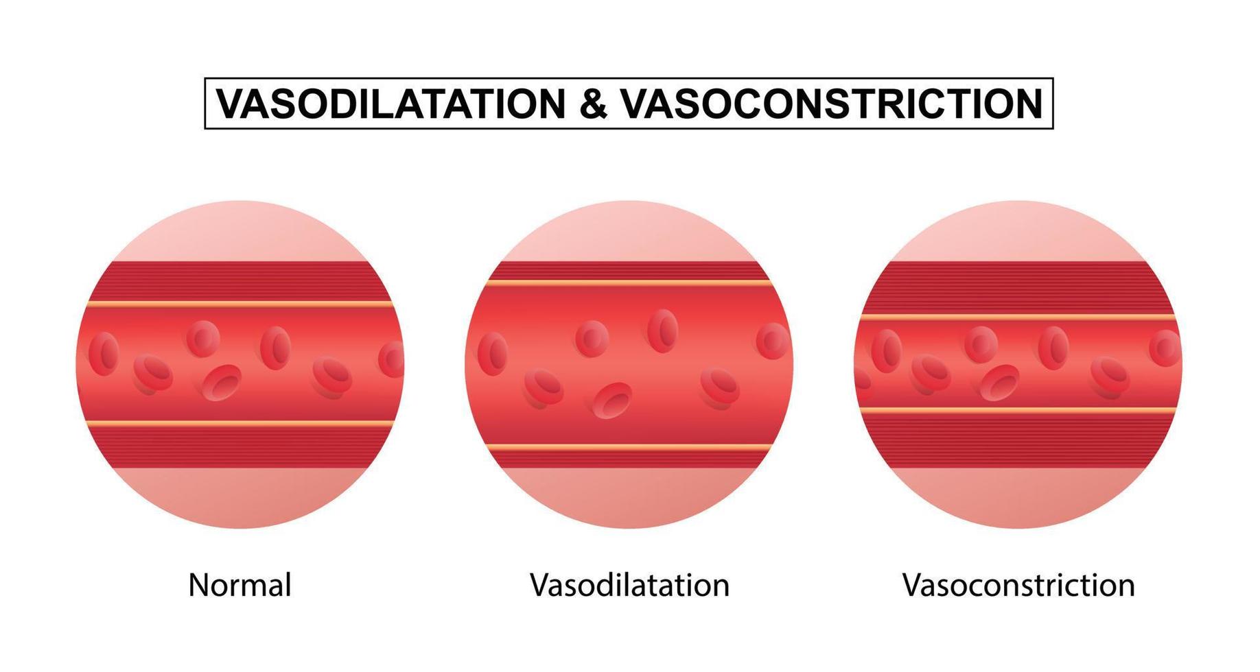 Vasodilatation und Vasokonstriktion. Vergleich von Blutgefäßen. vektor