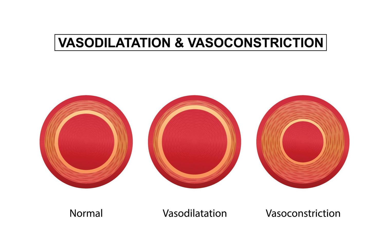vasodilatation och vasokonstriktion. jämförelse av blod fartyg. vektor