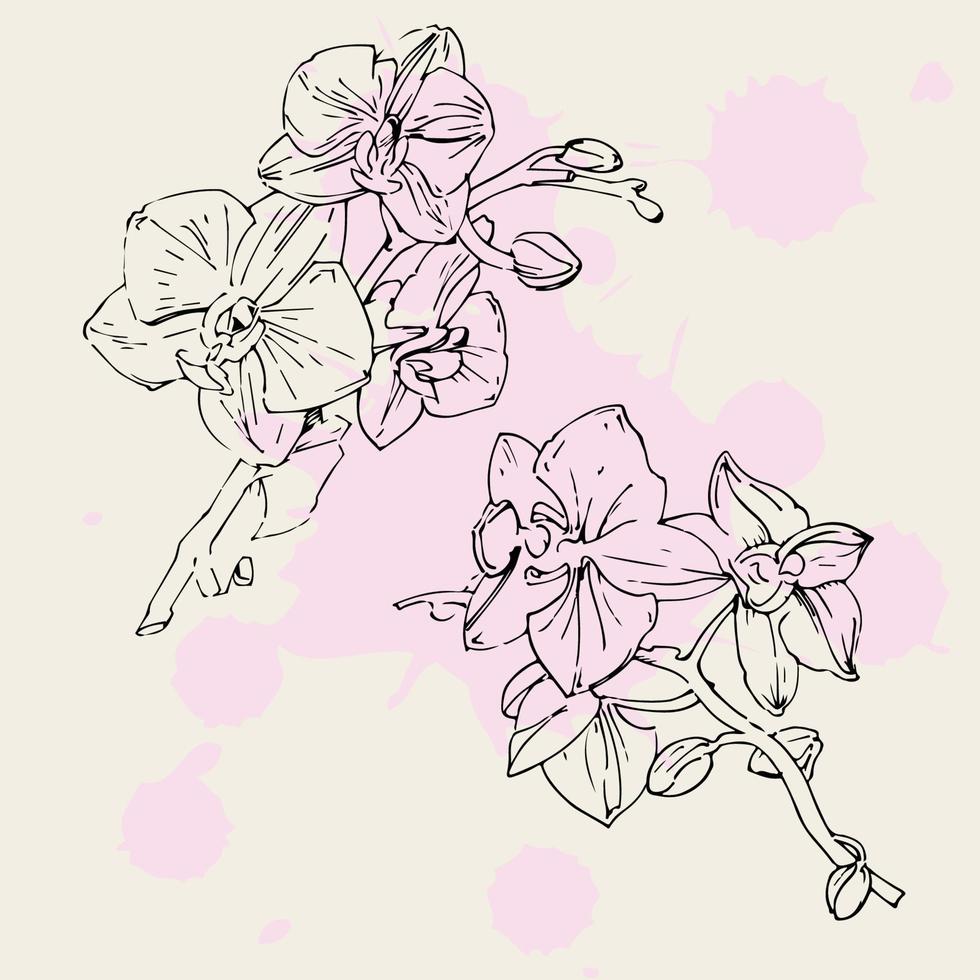 Vektorblume der Orchidee. Tintenillustration isoliert. vektor