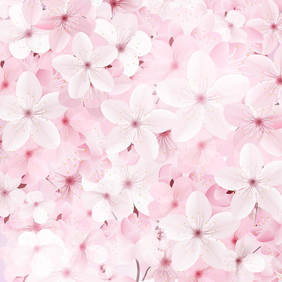 blühender rosa Sakura blüht Hintergrund. vektor
