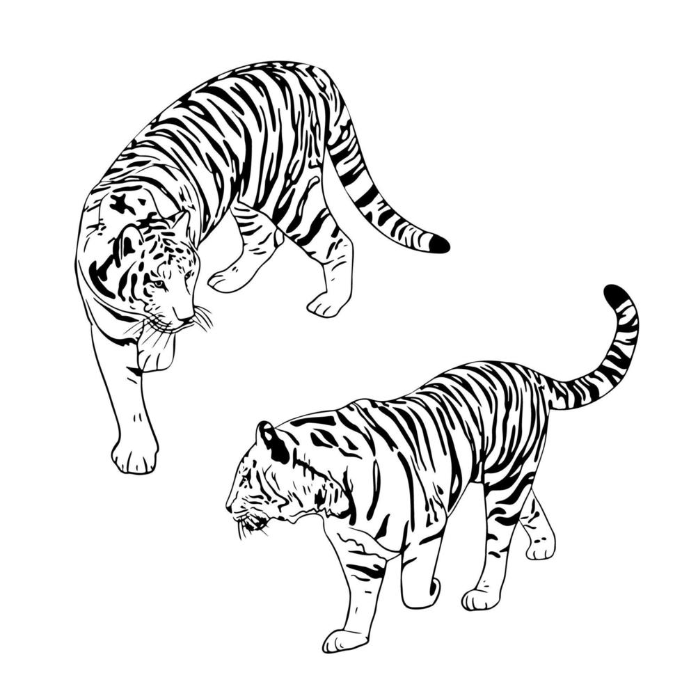 zwei tiger schwarze silhouetten auf weißem hintergrund chinesischer tiger einfache realistische skizze handtintenzeichnung vektorillustration für neujahrsdesign vektor