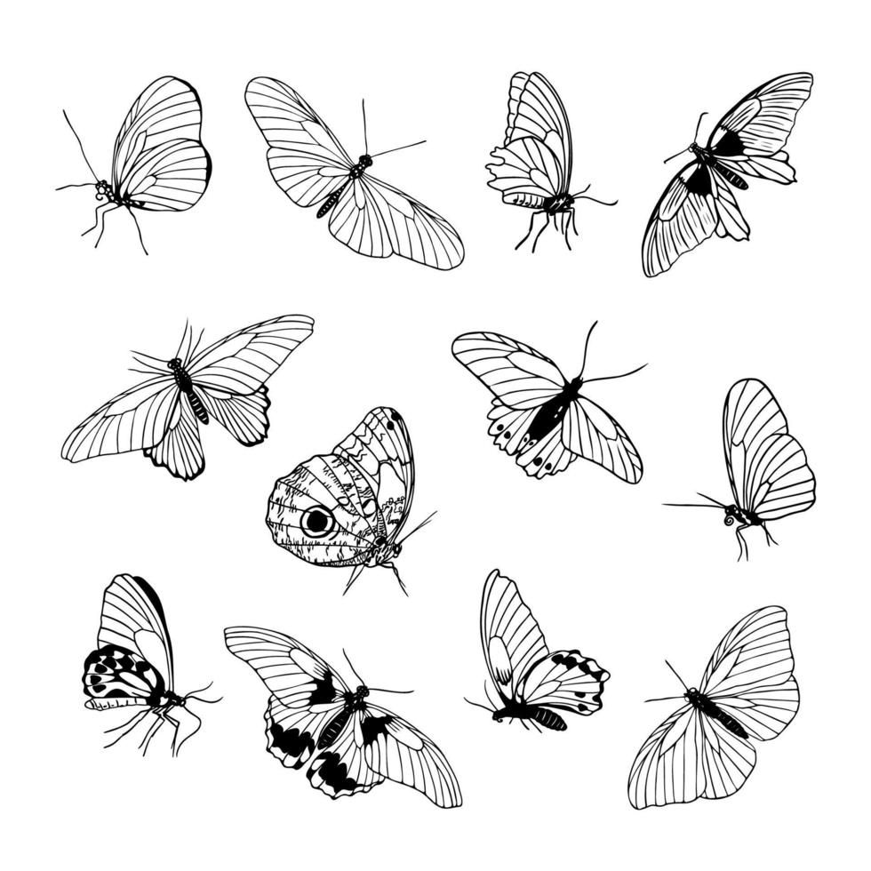 uppsättning av hand dragen svart översikt fjärilar på vit bakgrund. främre och sida se. fjäril miimalistisk skiss för tatuering, kort, logotyp vektor illustration