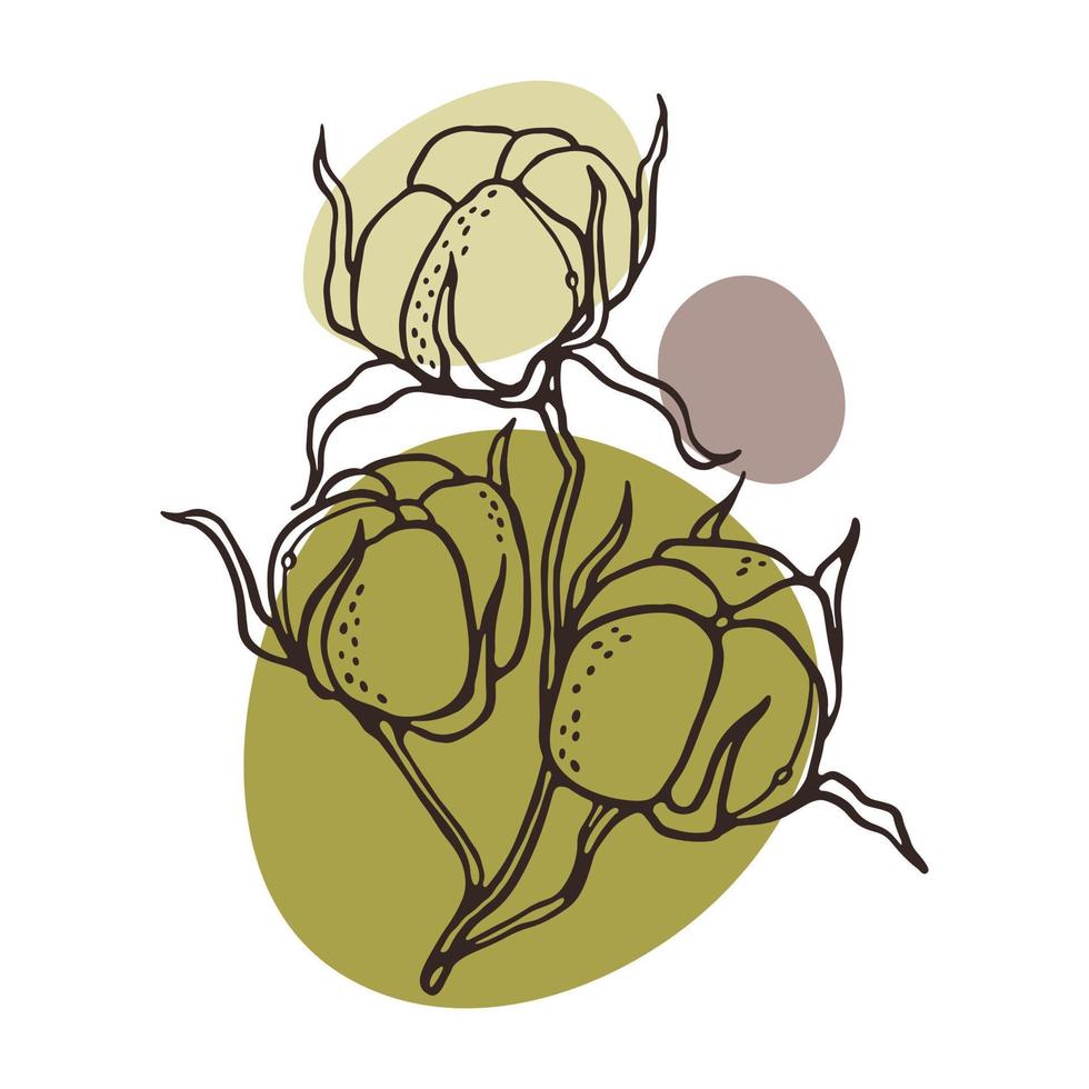 bomull växt gren översikt vektor illustration. ritad för hand gravyr blomma logotyp för design bröllop inbjudan. botanisk rustik trendig skiss på Färg fläckar