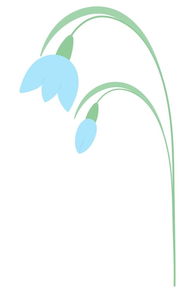 Schneeglöckchen. Frühlingsblume und blaue Knospe. Farbvektorillustration. zarte Pflanze mit grünem Stiel. flacher Stil. isolierter Hintergrund. idee für webdesign, einladungen vektor