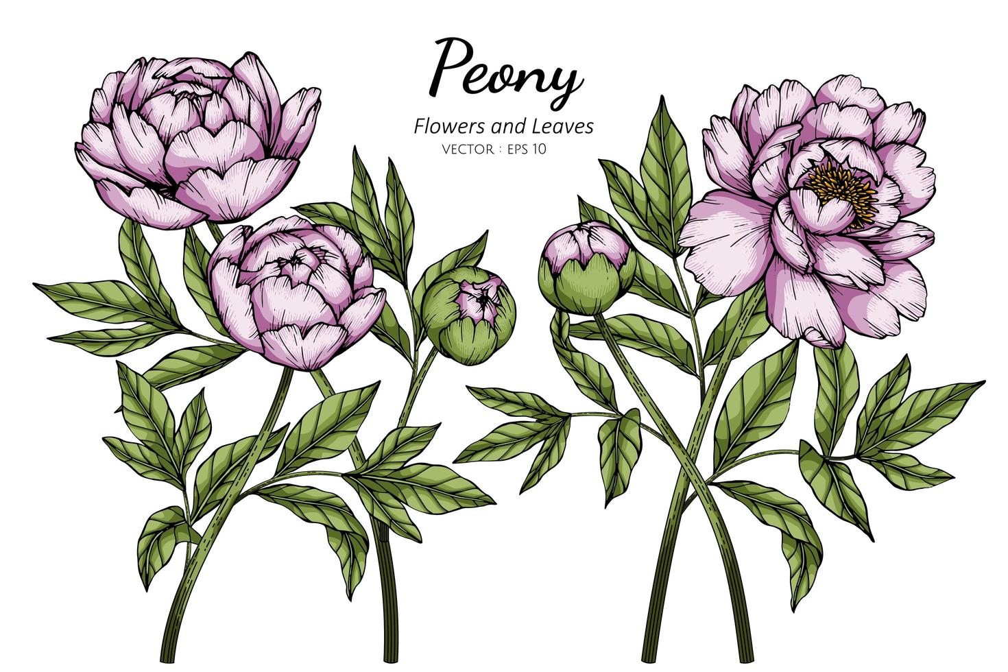 rosa pion blommor och blad ritning vektor