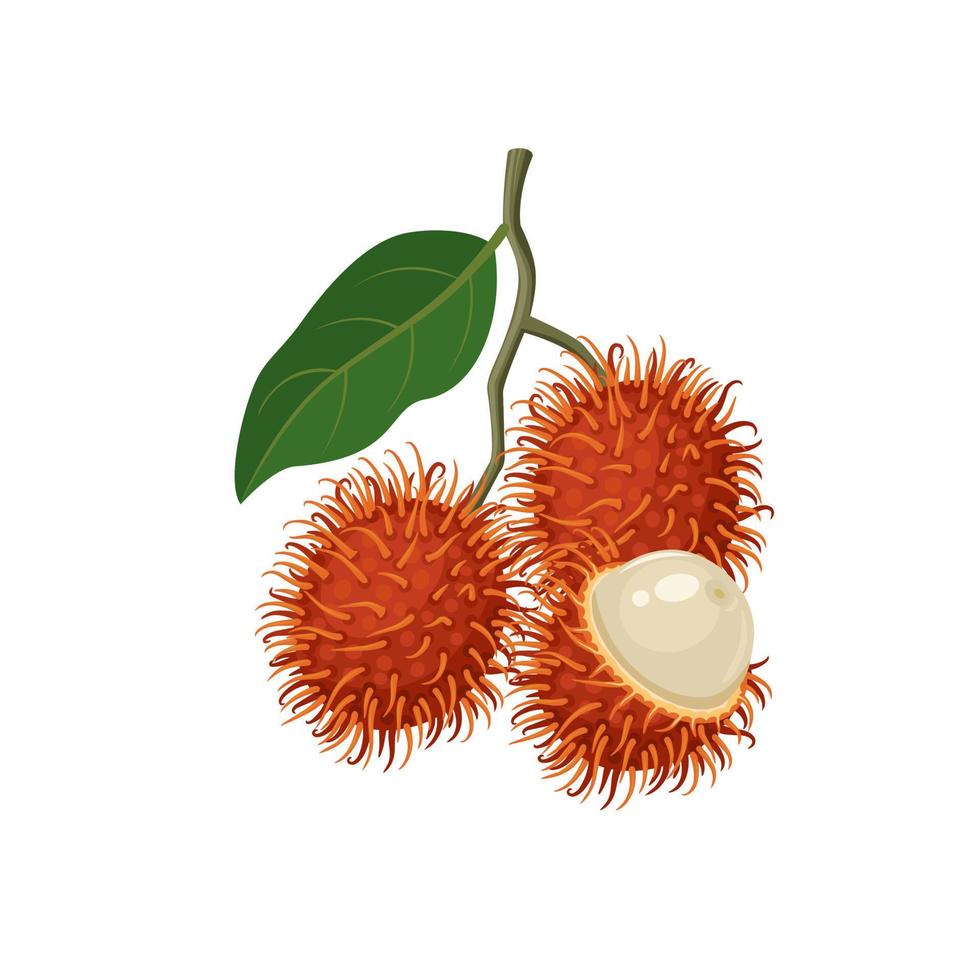 vektor illustration, rambutan frukt knippa, vetenskaplig namn nefelium lappaceum, isolerat på vit bakgrund.