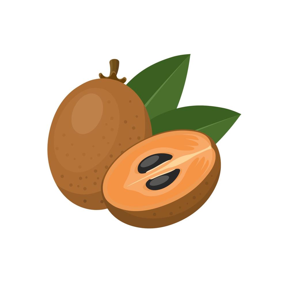 Vektor-Illustration, Sapodilla-Frucht mit grünen Blättern, isoliert auf weißem Hintergrund. vektor