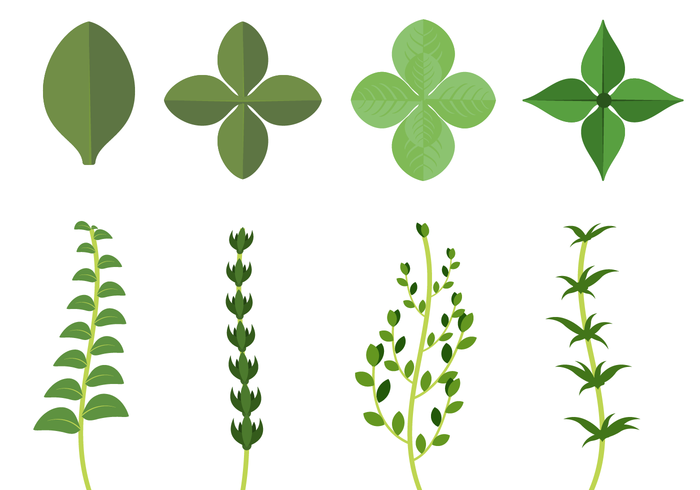 Gratis Thyme Vector