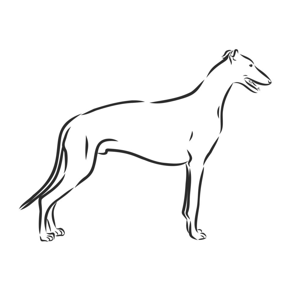 Hund-Vektor-Skizze vektor