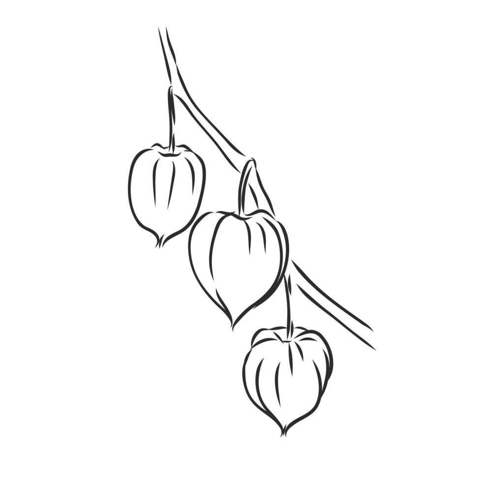 physalis vektor skiss