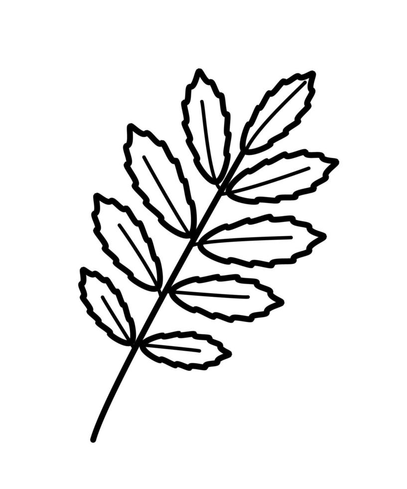 rönn blad och gren klotter vektor illustration, isolera på vit.