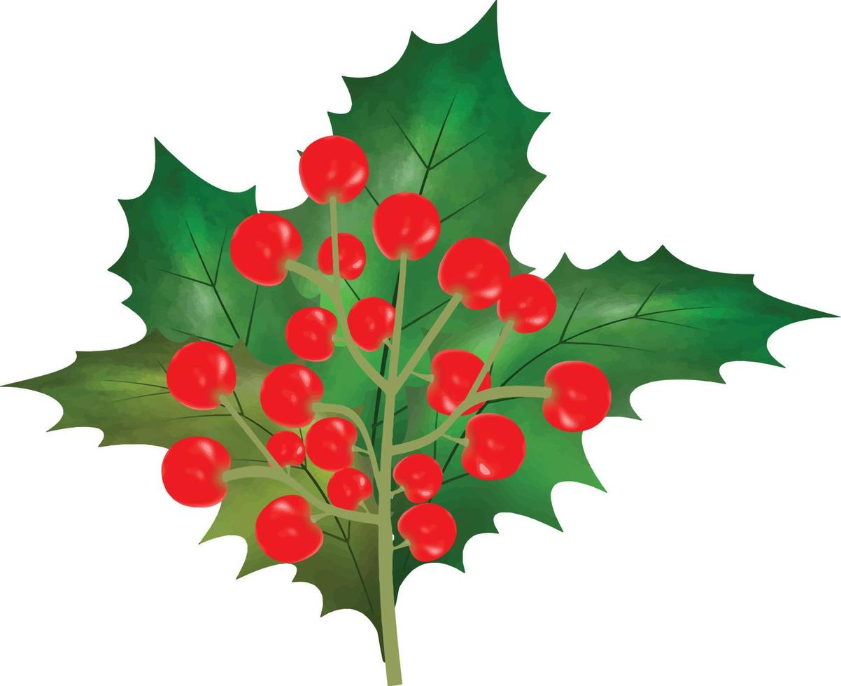 jul symbol vektor illustration. jul järnek löv och grenar med vinter- röd bär vattenfärg vektor illustration för dekorativ element. vektor uppsättning av jul vintergröna järnek löv.