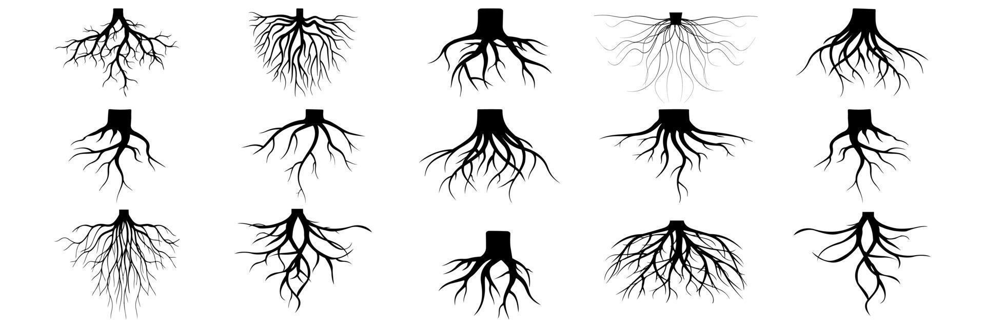 Wurzelpflanzen. Wurzel der botanischen Symbole. Vektor-Sammlung vektor