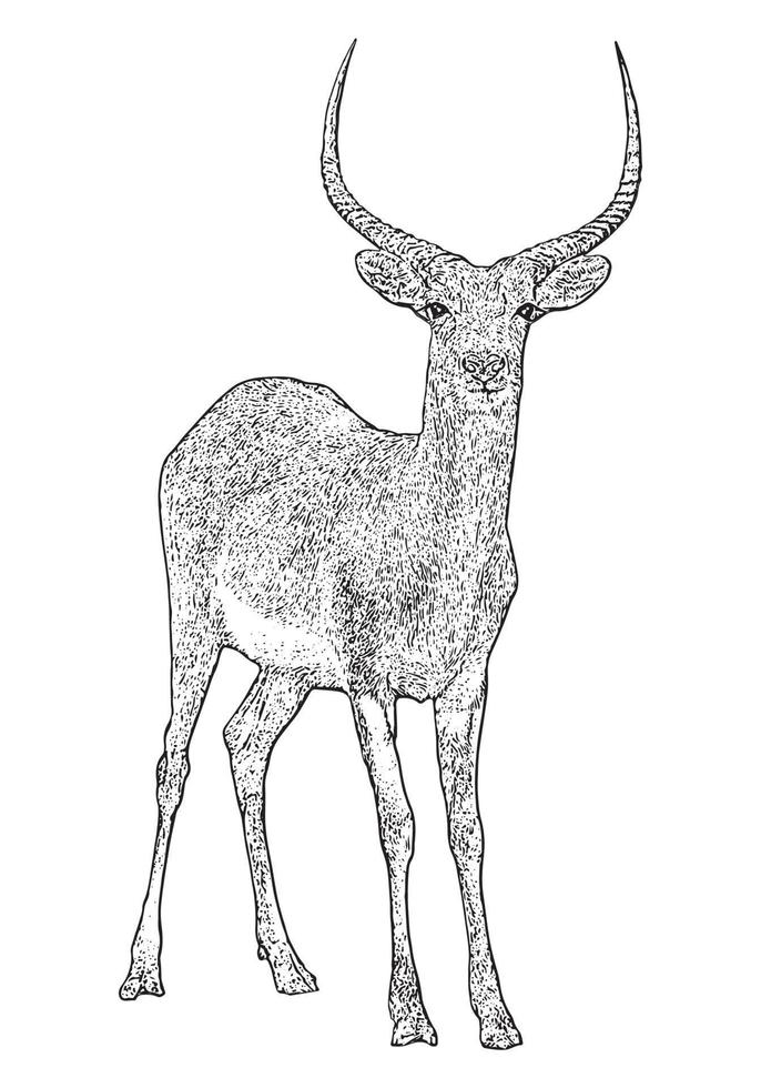 lechwe, hirsch gravierte illustration, afrikanische wildtierlinie kunstumriss vektor