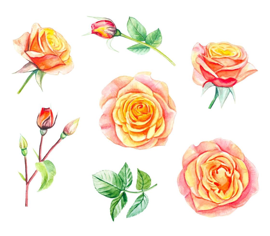 sammlung von gelben rosen und blättern. hand gezeichnete aquarellillustration vektor