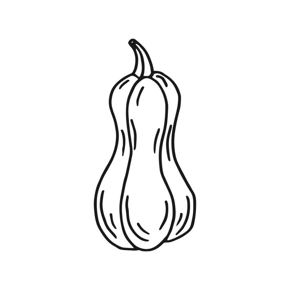 Kürbis. handgezeichnete Vektorgrafik im Doodle-Stil. Schwarz-Weiß-Bild von Gemüse. vektor