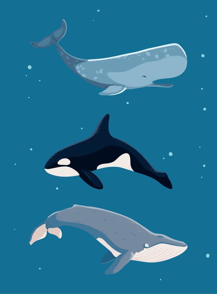 setze verschiedene Wale vektor