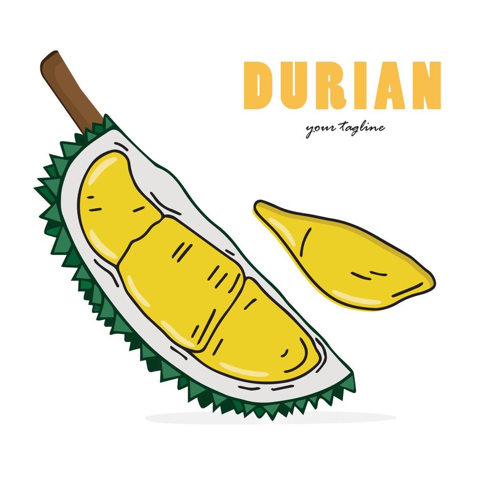 durian köstliches fruchtvektordesign. Durianfrucht ganz und geschält. flaches Kunstkarikatur-Zeichnungsdesign. Vektor isoliert auf weißem Hintergrund.