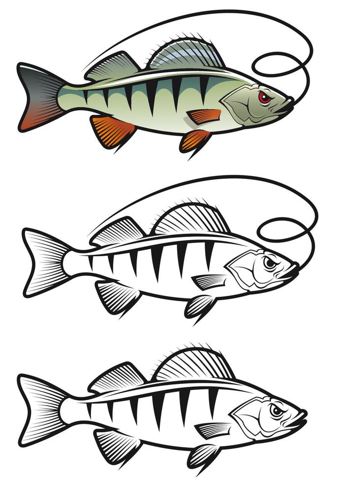 abborre fisk maskot karaktär vektor