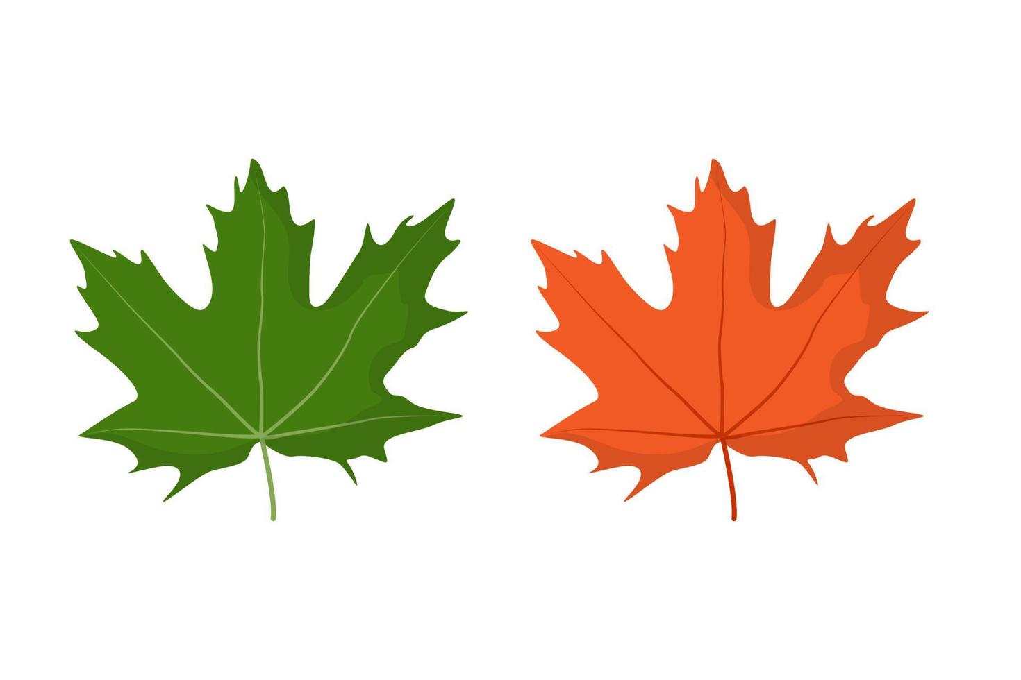 Ahornblatt. Frühlingsgrün und Herbstorange. isolierte Vektorillustration auf weißem Hintergrund vektor