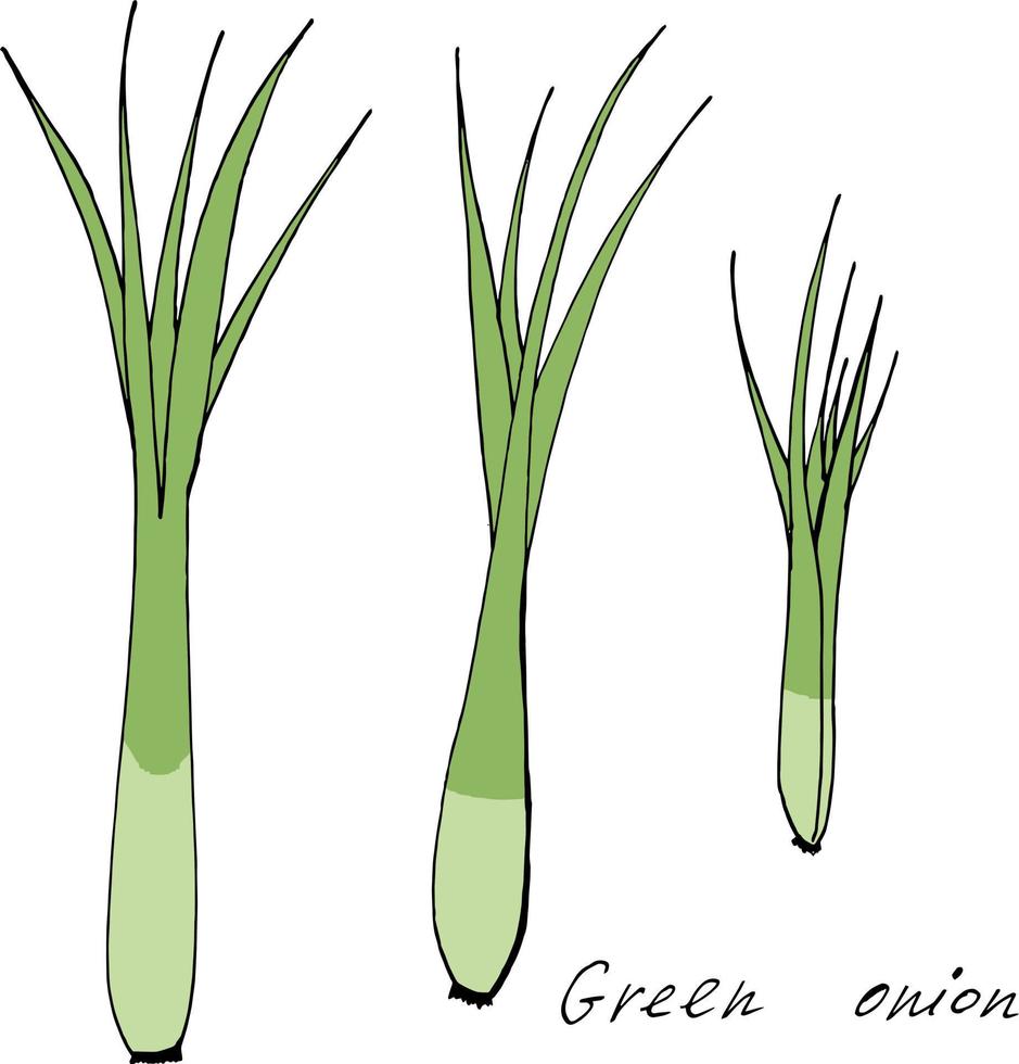 uppsättning med grön lök på vit bakgrund. vektor bild.