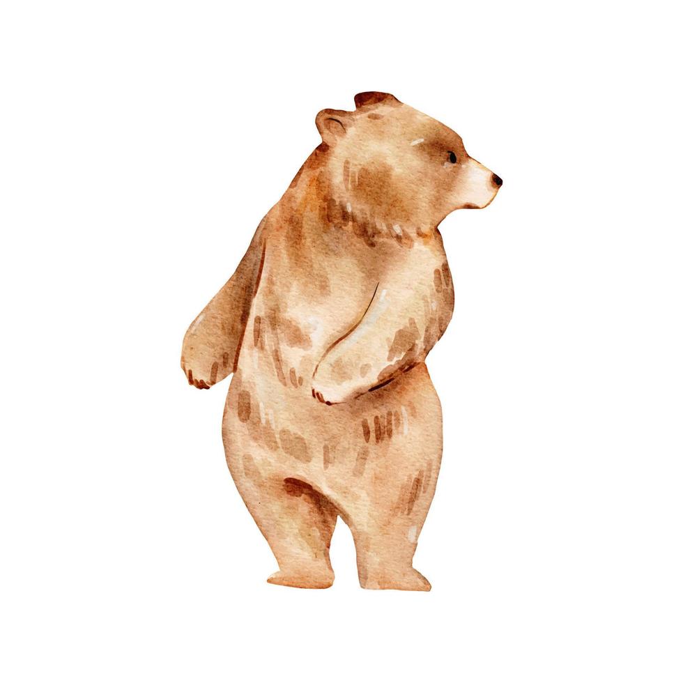 braunbär aquarell. Bär der wild lebenden Tiere lokalisiert auf weißem Hintergrund. waldbär tieraquarellillustration vektor