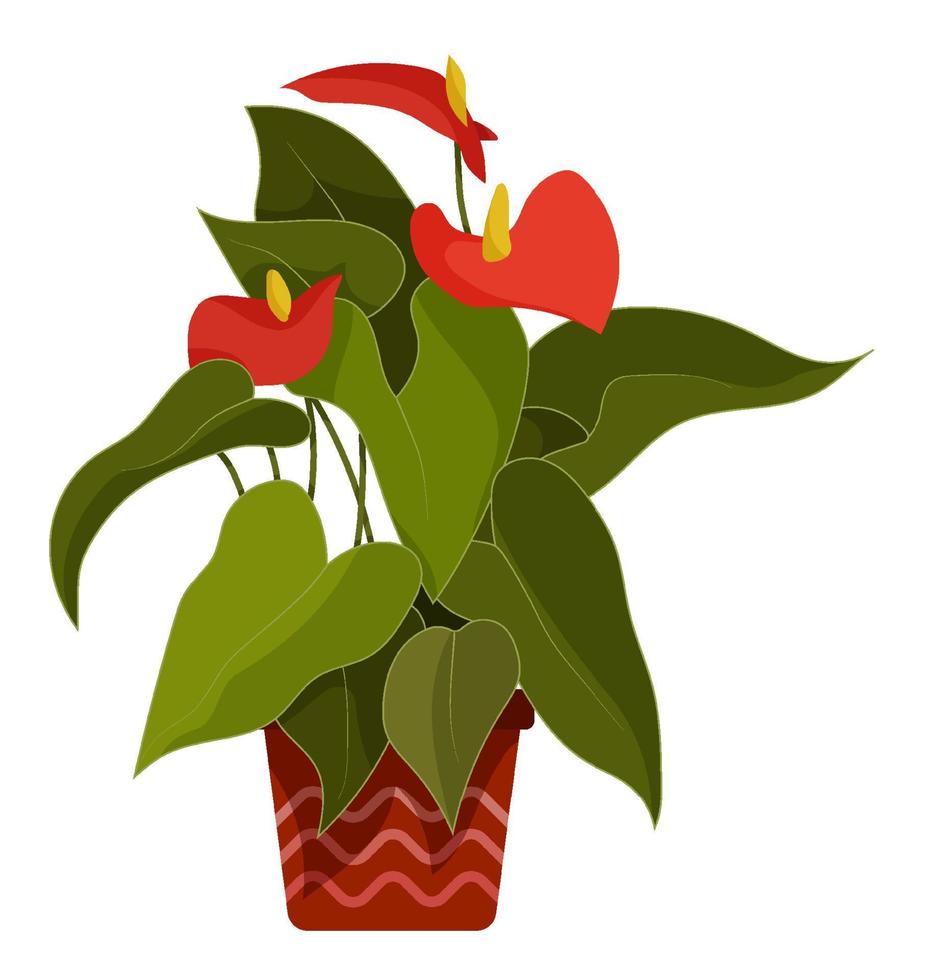 anthurium. inomhus- tropisk växt i blomma pott. hjärta formad röd blommor med bred grön löv. växter i batanisk trädgård. vektor