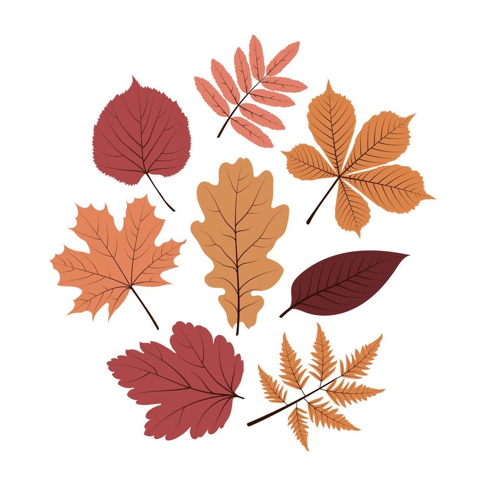 Vektor Herbstlaub Birkenblatt, Ahorn, Eberesche, Eiche, Kastanie, Pappel. eine Reihe von Herbstblättern.