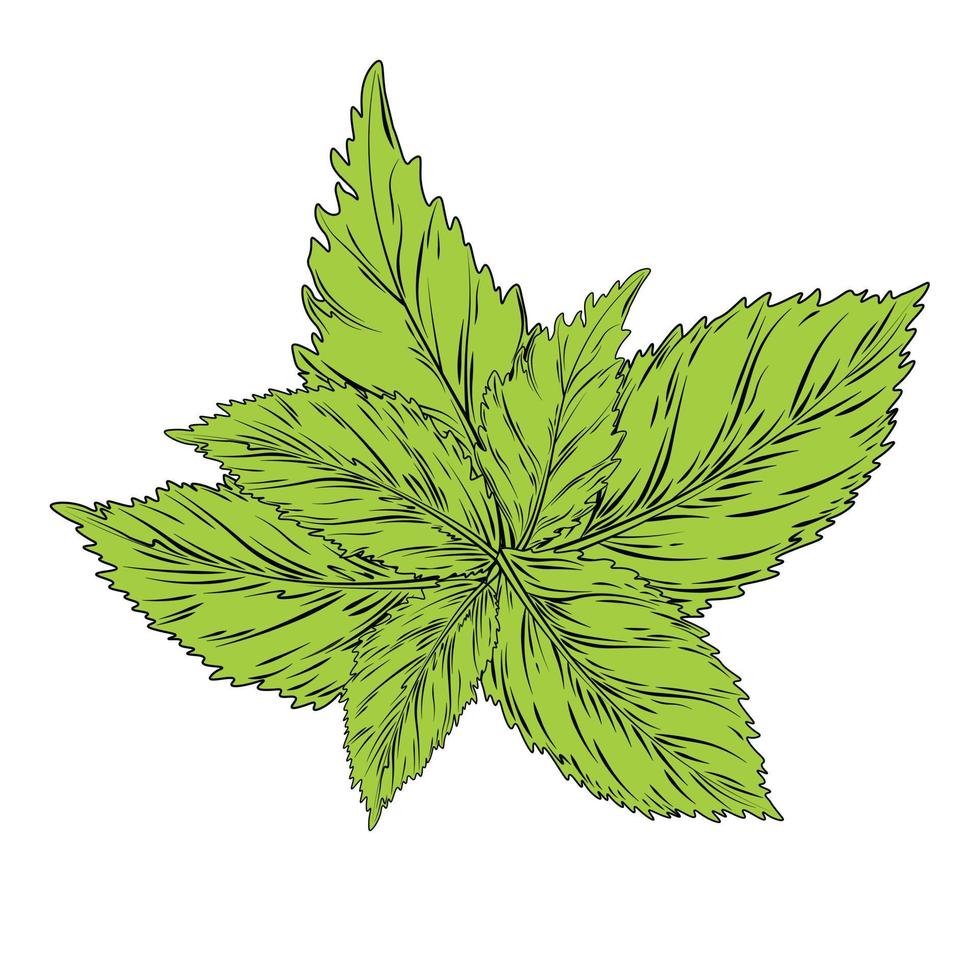 mynta vektor stock illustration. grön löv av oregano. oregano. medicinsk ört. isolerat på en vit bakgrund.