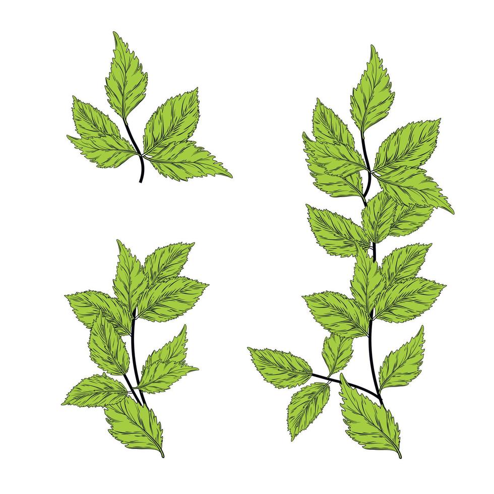 mynta gren vektor stock illustration. element av de horisontell gräns. löv och stam. isolerat på en vit bakgrund.