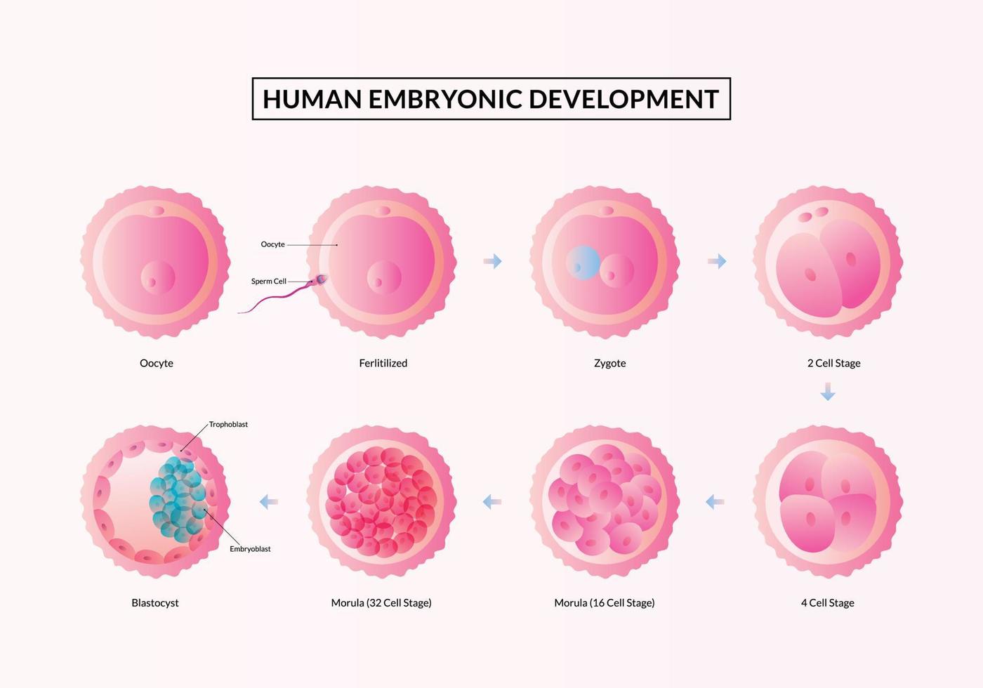 de först vecka av graviditet, stadier av mänsklig embryonala utveckling från ägglossning till implantation. vektor